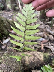Dryopteris ludoviciana