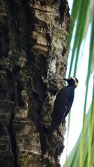 Melanerpes cruentatus