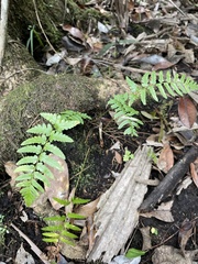 Dryopteris ludoviciana