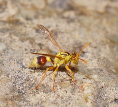 Ropalidia romandi