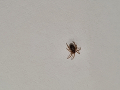 Steatoda nobilis