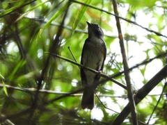 Cyornis hainanus