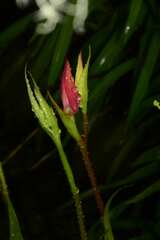 Disa uniflora