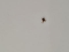Steatoda nobilis