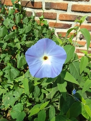 Ipomoea tricolor