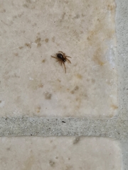 Steatoda nobilis