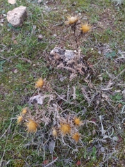 Carlina hispanica