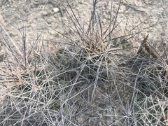 Coryphantha macromeris macromeris