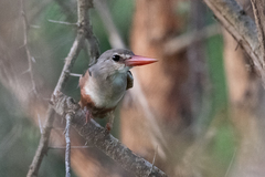Halcyon leucocephala