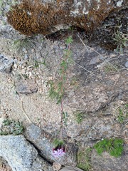 Stevia satureiifolia