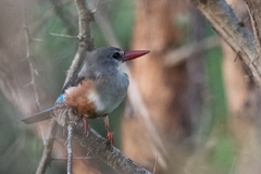Halcyon leucocephala
