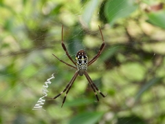 Argiope dang