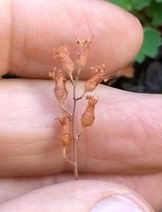 Heuchera hirsutissima