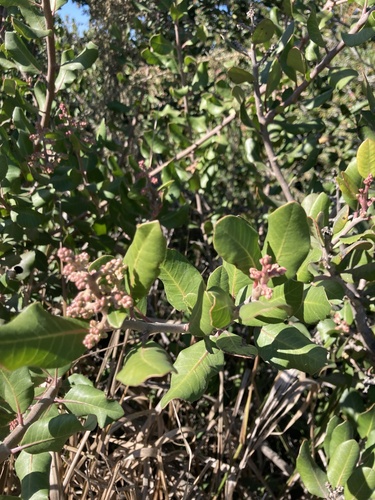 iNaturalist observation photo of lemonade berry