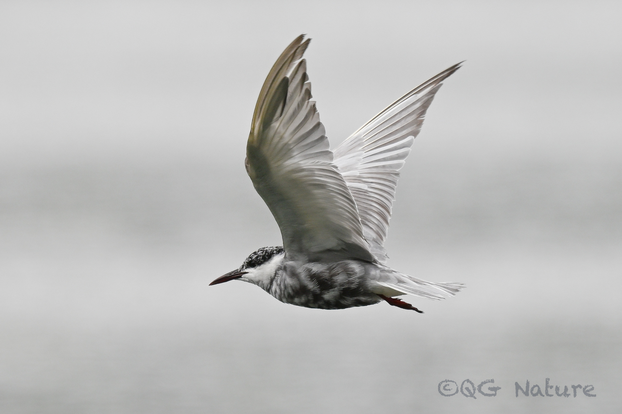 Whiskered Tern