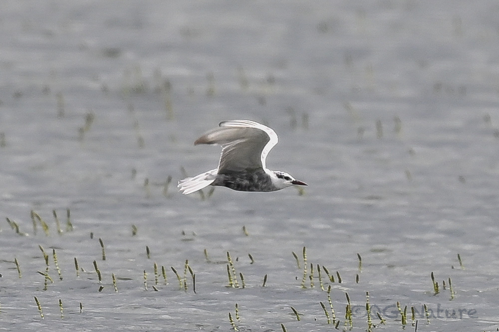 Whiskered Tern