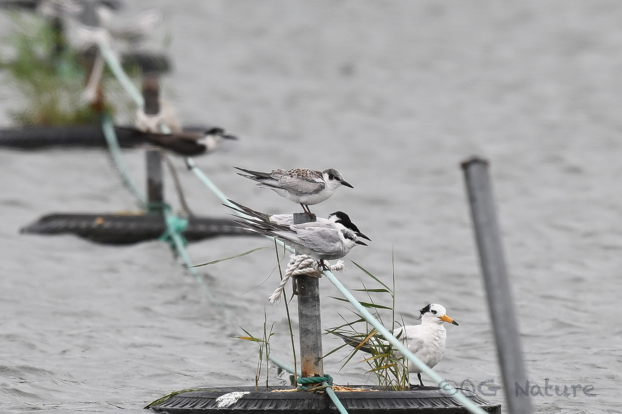 Whiskered Tern