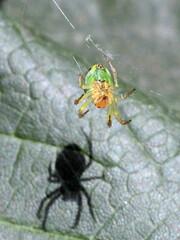 Araniella cucurbitina