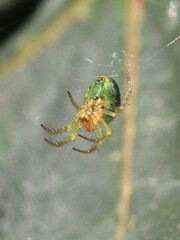 Araniella cucurbitina