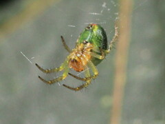 Araniella cucurbitina