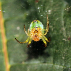 Araniella cucurbitina