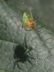 Araniella cucurbitina