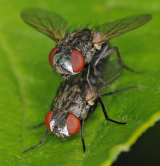 Metopia argyrocephala