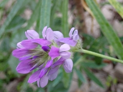 Bituminaria bituminosa