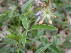Bituminaria bituminosa