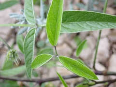 Bituminaria bituminosa