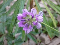 Bituminaria bituminosa
