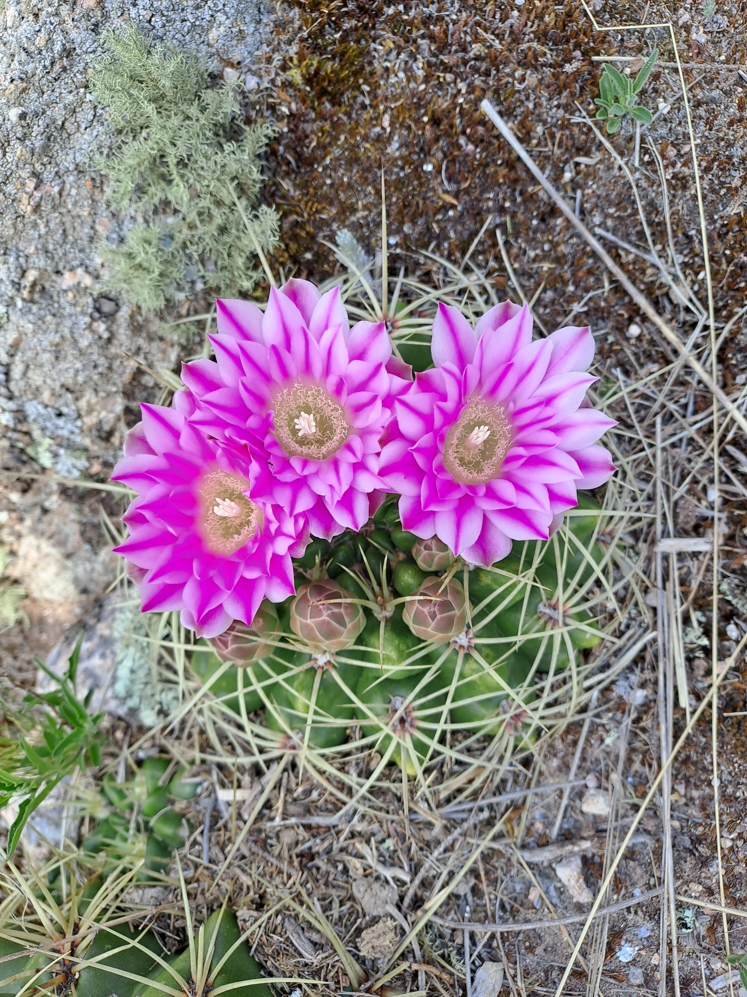 Gymnocalycium monvillei  iNaturalist