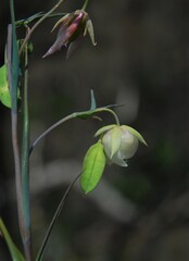 Calochortus albus