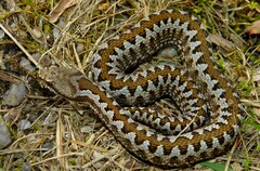 Vipera aspis zinnikeri