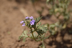 Glandularia tenera