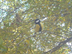 Parus major
