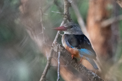 Halcyon leucocephala