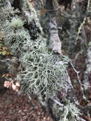 Evernia