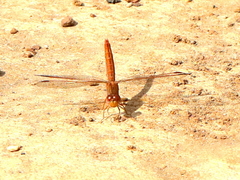 Crocothemis sanguinolenta