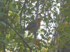 Erithacus rubecula