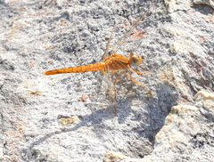 Crocothemis sanguinolenta