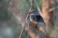 Halcyon leucocephala
