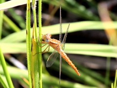 Crocothemis sanguinolenta