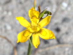 Moraea ramosissima