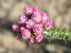 Lachnospermum umbellatum