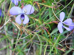 Viola decumbens scrotiformis