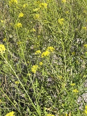 Sisymbrium loeselii