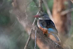 Halcyon leucocephala