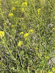 Sisymbrium loeselii