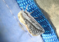 Giacomellia bilineata